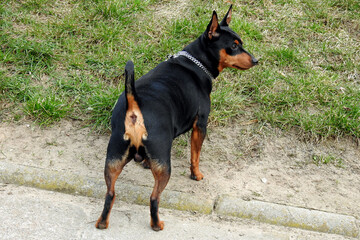 super energetic miniature pinscher dog named Carlos who lives in the city of Białystok in...