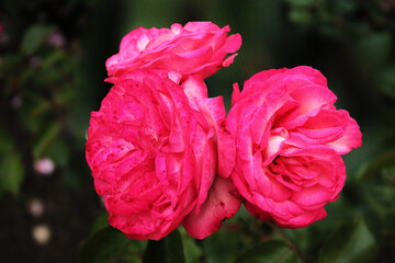 Three buds of delicate pink roses bask in the early summer sun