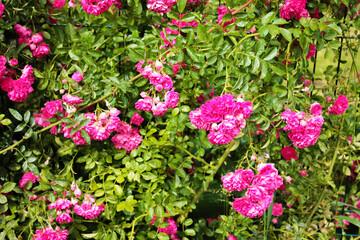 Indescribable beauty of a bush with delicate and beautiful roses