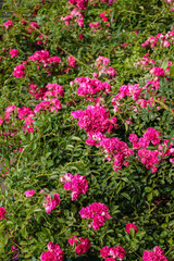 Fototapeta premium Colorful mystery of bright pink roses