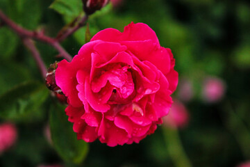 Beautiful bud of a delicate red rose flaunts in the wind