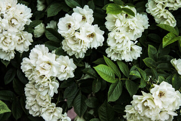 Delicate white roses are getting ready to sleep