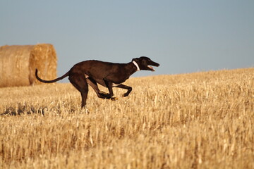 Fototapeta na wymiar Spanish greyhound in mechanical hare race in the countryside