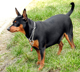 super energetic miniature pinscher dog named Carlos who lives in the city of Białystok in Podlasie, Poland