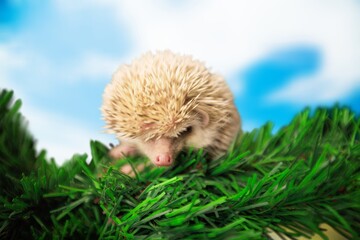 Hedgehog.