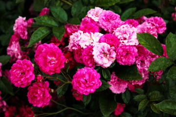A large inflorescence of tea roses sees off the sun and rests