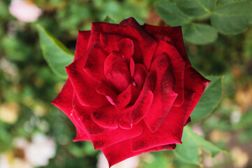 A large scarlet rose sways under the light breeze in the sun