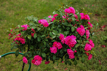 Summer fabulous mood of a beautiful bush with pink tea roses