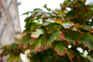 Fototapeta premium Yellowing foliage. Blurred background, bokeh