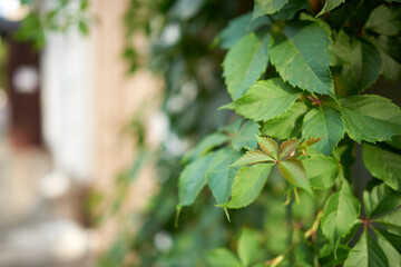 Green foliage. Blurred background, bokeh.