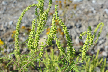Ambrosia (Ambrosia artemisiifolia) grows in nature