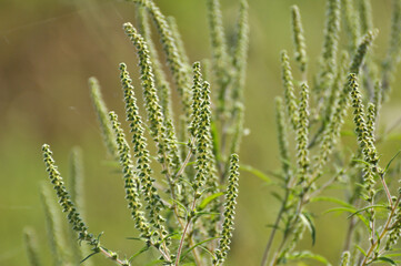Ambrosia (Ambrosia artemisiifolia) grows in nature