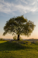 Lonely tree in the hill, Krak mound, Cracow - obrazy, fototapety, plakaty
