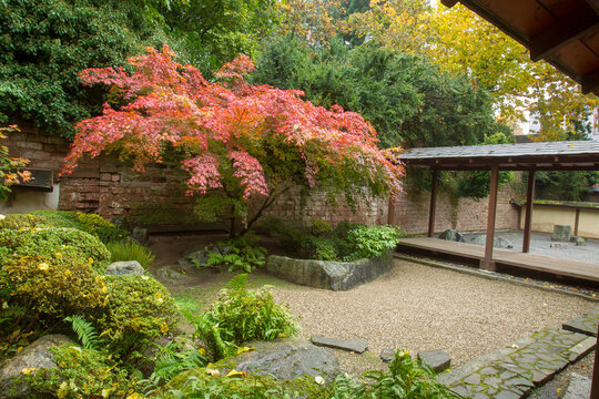 Red japanese maple in japanese garden  in Kaiserslautern , Germany, autumn.