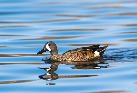 Close up image of a Blue-winged Teal duck swimming in blue lake waters.