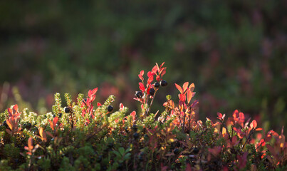 Growing blueberries (Vaccinium myrtillus) and its red leaves in the morning in contra light during autumn foliage