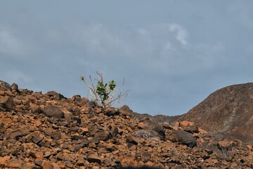 A lone plant in the stony desert on the island of Sal (Cape Verde).