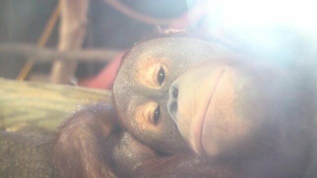sad monkey face, close up. portrait of a monkey lying on a tree branch