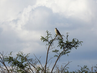 Small hawk perched on the highest branch of a tree, on the lookout. Cloudy and gray sky.