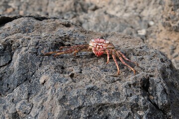 An old crab shell laid on a stone.
