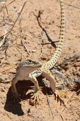Long Nosed Leopard Lizard, Male, grand staircase escalante national monument, Utah