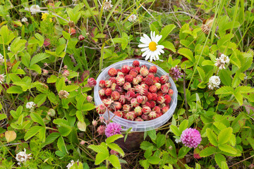 Field strawberries in a plastic bucket in the grass and flowers on a summer day. Field strawberry...