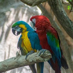 Parrots denver zoo