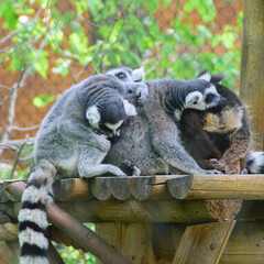 Lemurs Denver zoo