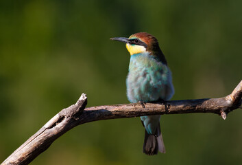 European bee eater, Merops apiaster, common bee-eater. Early sunny morning, the bird sits on an old dry branch. Young bird.