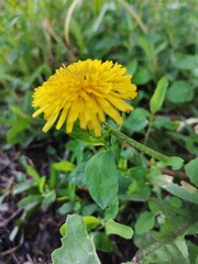 yellow dandelion flower