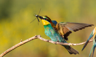 European bee-eater, merops apiaster. In an early sunny morning, the bird sits on a branch and holds a dragonfly in its beak.