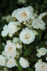 Mystery of white roses of fabulous beauty