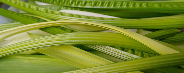 Leek and fresh celery stalks from the organic fair.