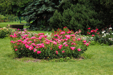 Flowerbed with variegated red roses in the botanical garden