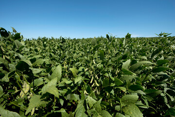 PLantação de soja transgênica