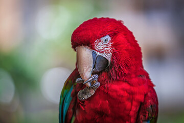 Red Parrot