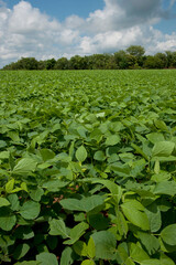 PLantação de soja transgênica