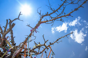 Wish tree with a rope on its branches