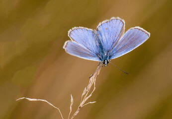 motyl modraszek błękitny
