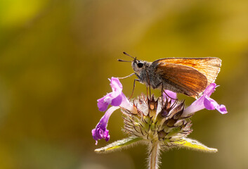 motylek na polnych kwiatach