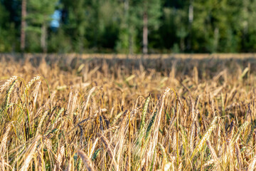 Golden ripe rye ears, summer field before harvesting, harvest time, Agriculture industry. Blurry forest background. Harvest time concept. Close up photo.