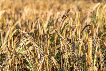 Golden ripe rye ears, summer field before harvesting, harvest time, Agriculture industry. Close up photo