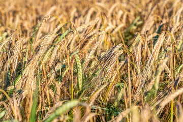 Fototapeta premium Golden ripe rye ears, summer field before harvesting, harvest time, Agriculture industry. Close up photo