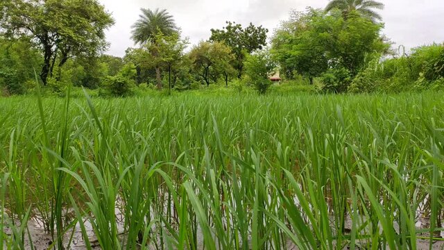 Green grass of rise and green treen in village of india located in Gujarat-umargam 