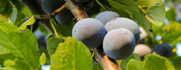 Banner. Ripe plums among the leaves on the branch.