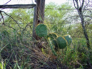 Cactus growing in front of barbed wire fence