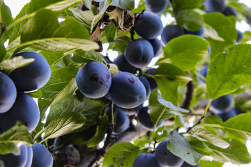 Lots of blue ripe plums among the leaves, photographed under the branch.