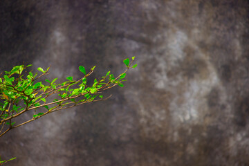 cement wall background with green leaves branch 