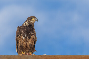 Juvenile Bald Eagle