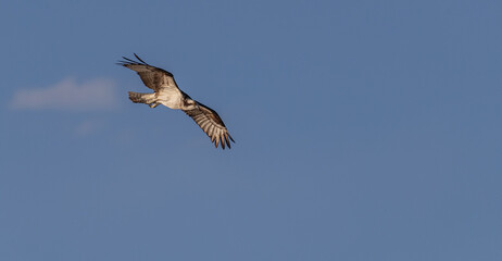 Osprey Bird